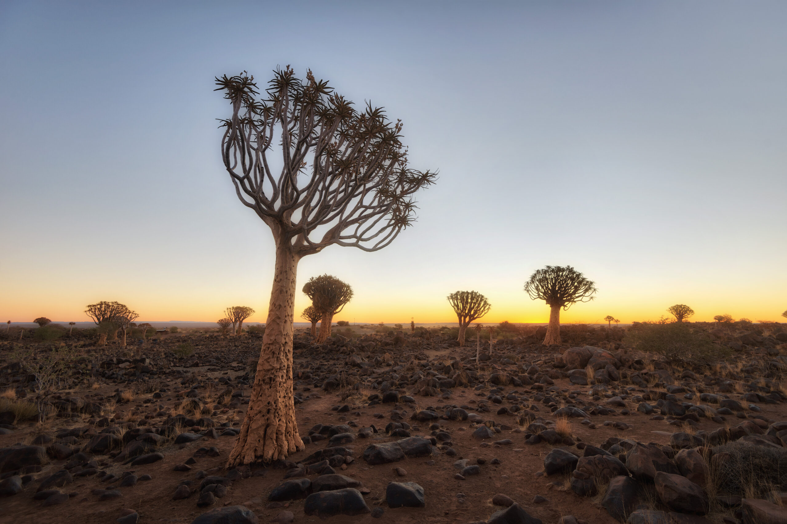 Quiver Tree Forest in Southern Namibia taken in January 2018