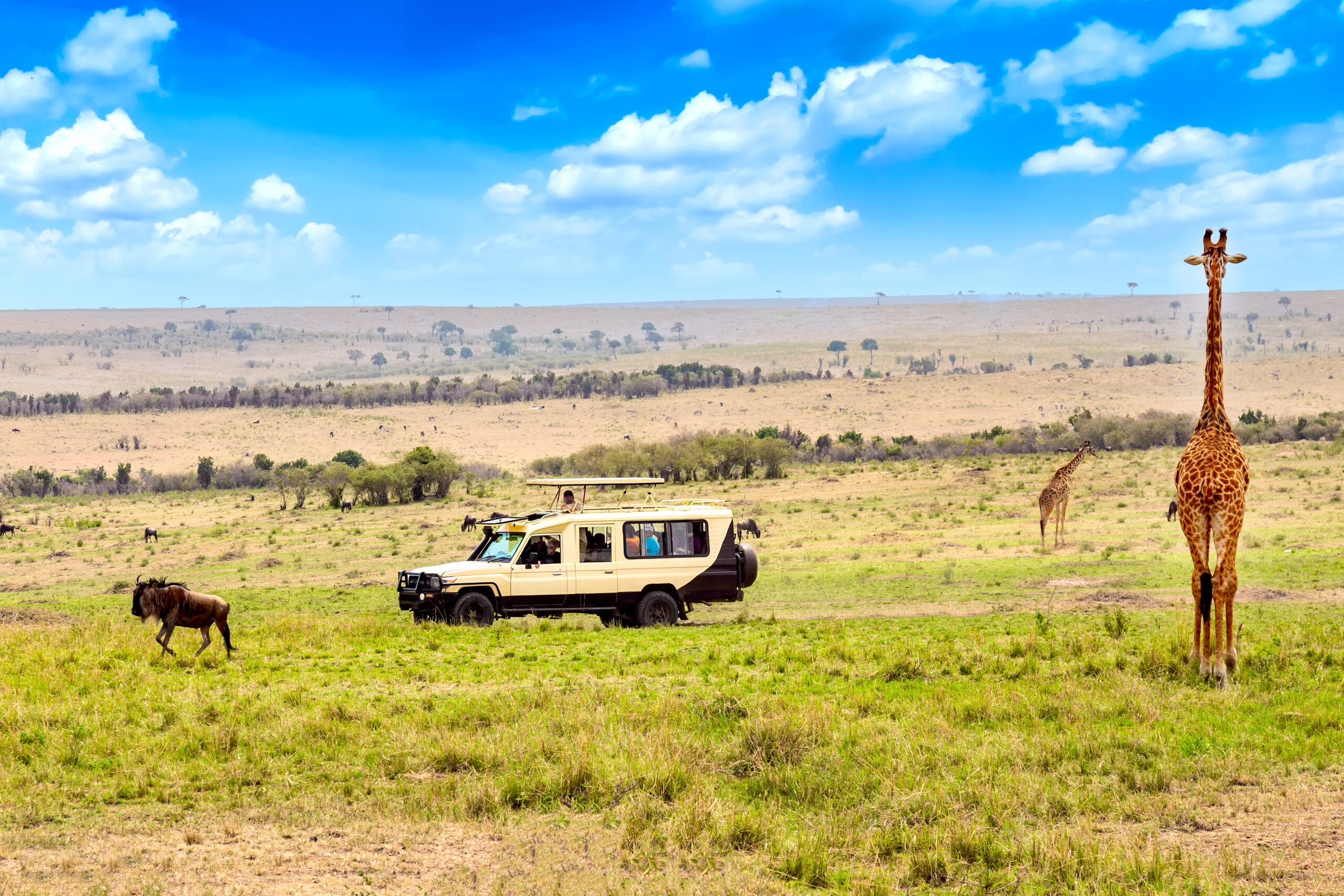 Wild giraffe and wildebeest near safari car in Masai Mara National Park, Kenya. Safari concept. African travel landscape.